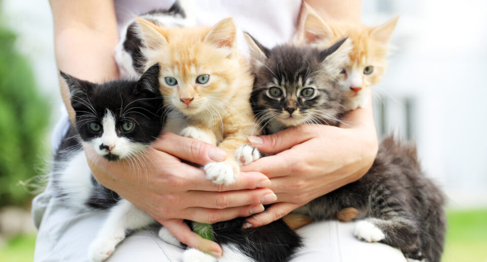 5 Reasons To Adopt During Summer Kitten Season