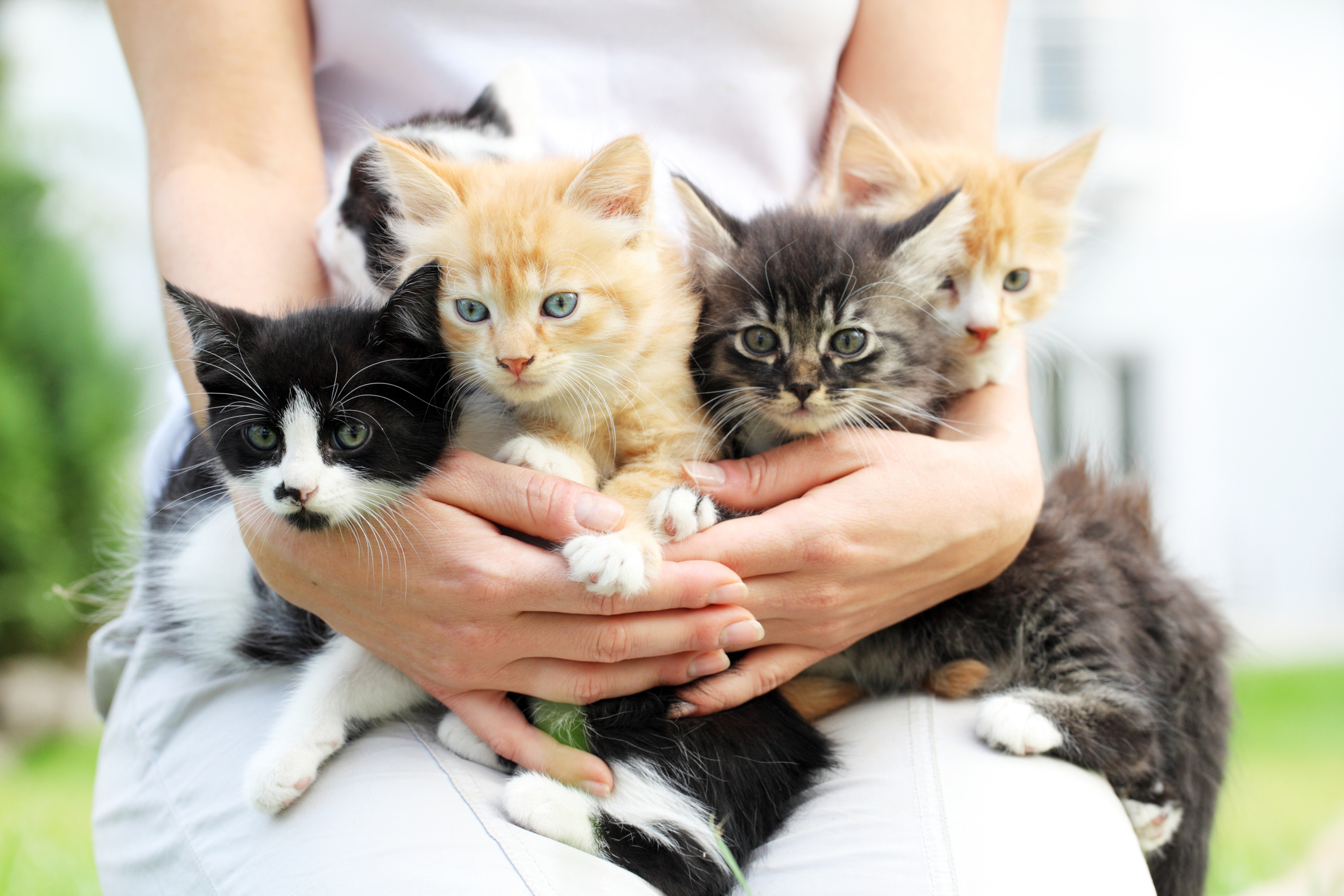 5 Reasons To Adopt During Summer Kitten Season