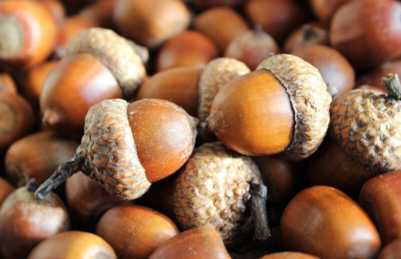 Are Acorns Toxic to Dogs?