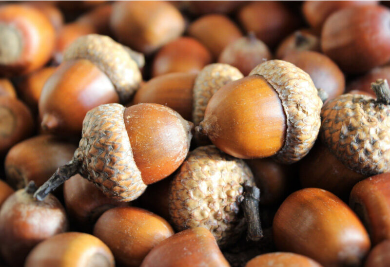 Are Acorns Toxic to Dogs?