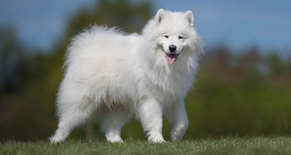 All About Your Samoyed: Care Guide and Breed Info