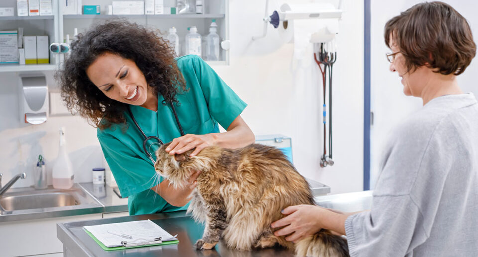 Antibiotic Treatments for Cats & Kittens