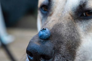 Are Blueberries Safe for Dogs?