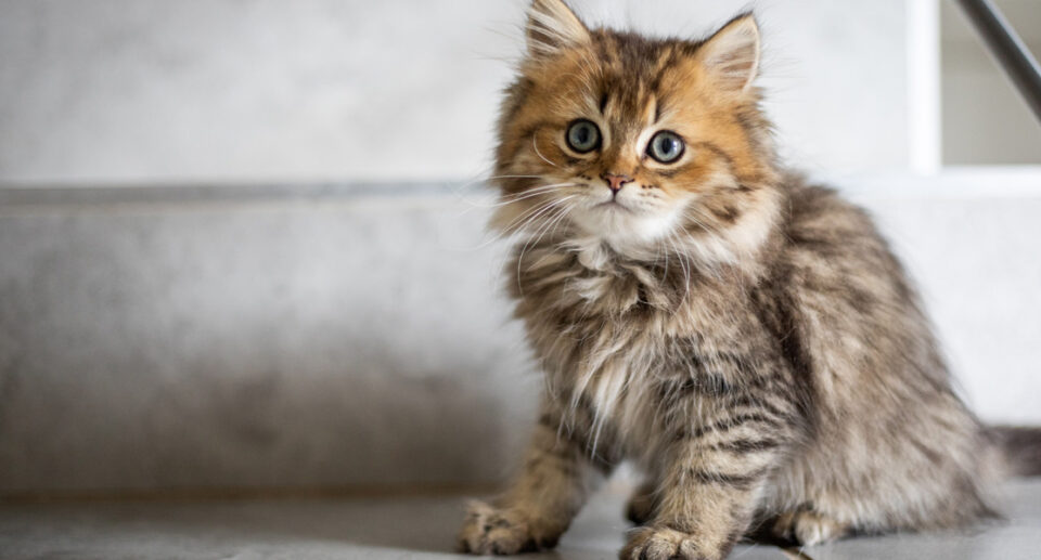 Top 10 Tips for the First-Time Kitten Owner