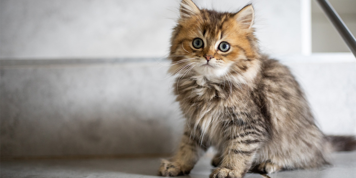 Top 10 Tips for the First-Time Kitten Owner