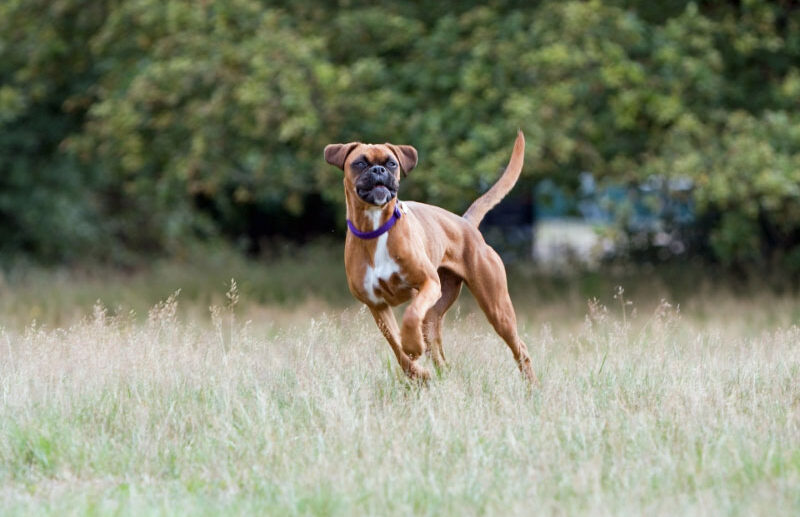 All About Your Boxer: Care Guide and Breed Info