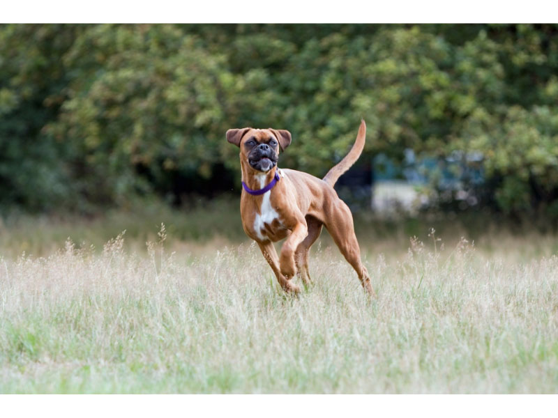 All About Your Boxer: Care Guide and Breed Info