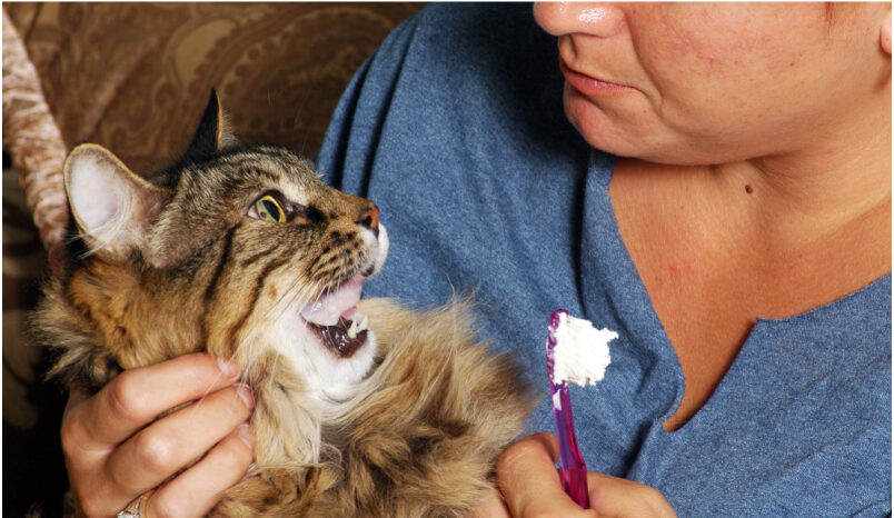 How To Care For Your Cat’s Teeth