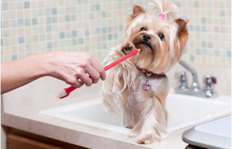 Brushing Your Dog’s Teeth: Why It’s Important