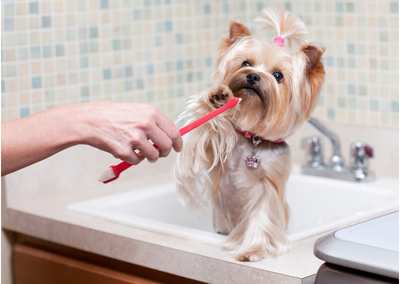 Brushing Your Dog’s Teeth: Why It’s Important