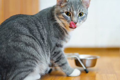 Can Cats Eat Blueberries?