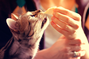 Can Cats Eat Cheese?