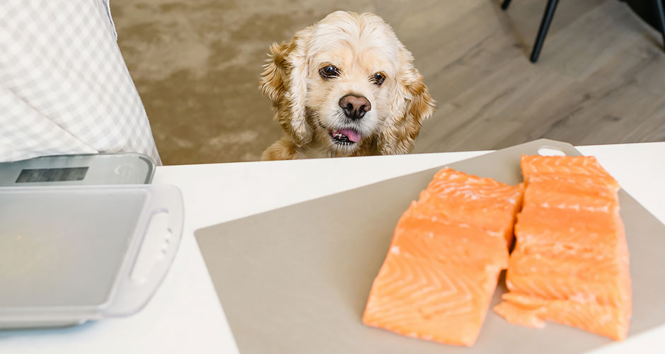 Can Dogs Eat Raw Fish? What Dog Parents Should Know About Salmon Poisoning in Dogs