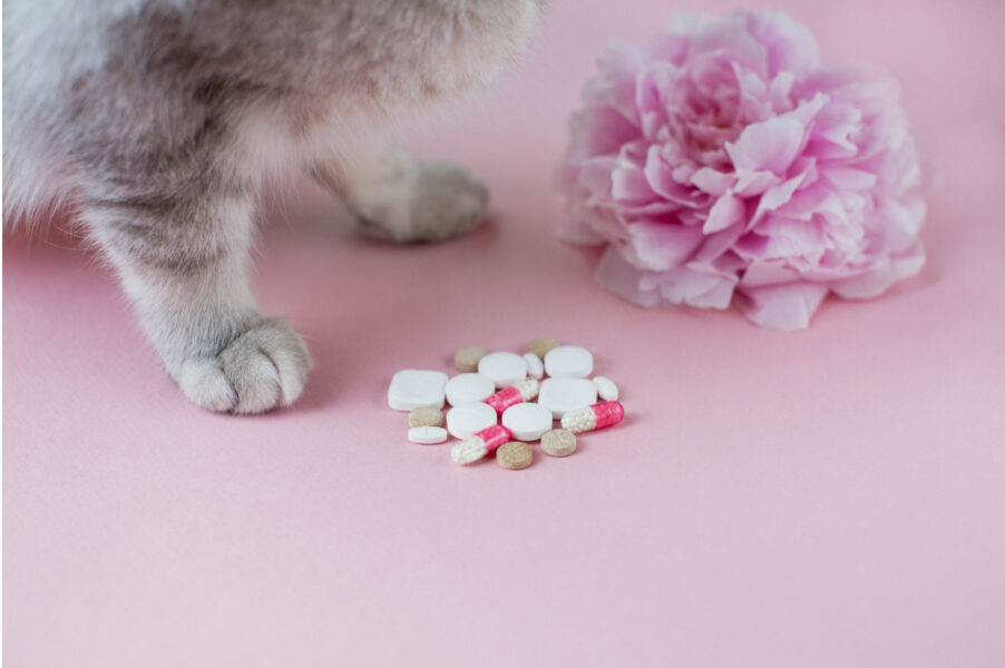 Allergy (Atopy) Treatment Options for Cats