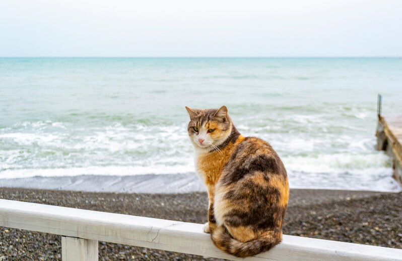 Do Cats Eat Less In The Summer?