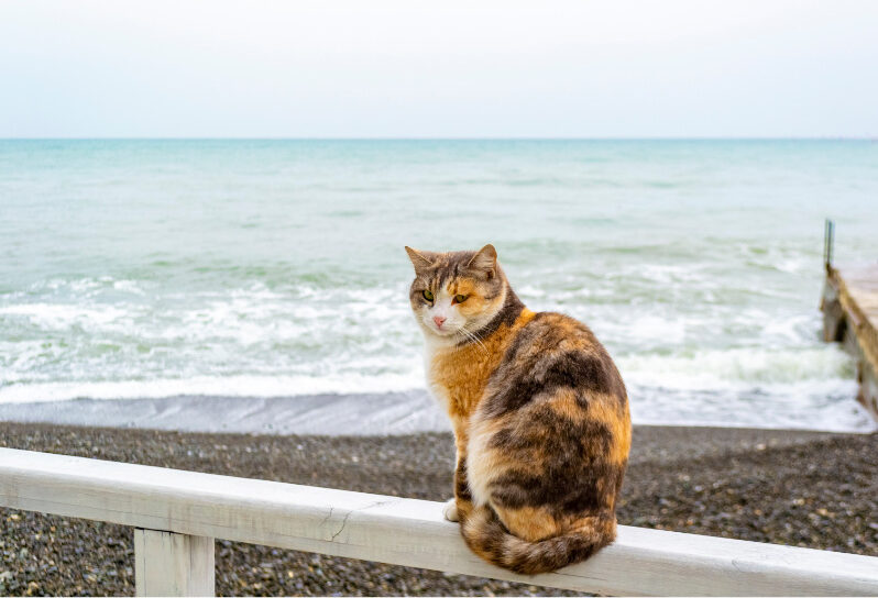 Do Cats Eat Less In The Summer?