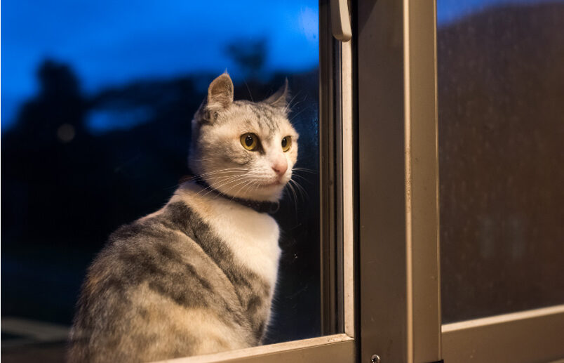 5 Things To Do Before Leaving Your Cat Home Alone While On Vacation