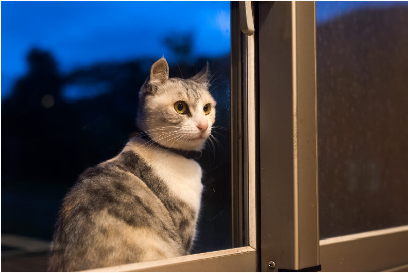 5 Things To Do Before Leaving Your Cat Home Alone While On Vacation