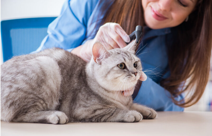 5 Cat Health Month To-Dos To Help Your Cat Live Longer