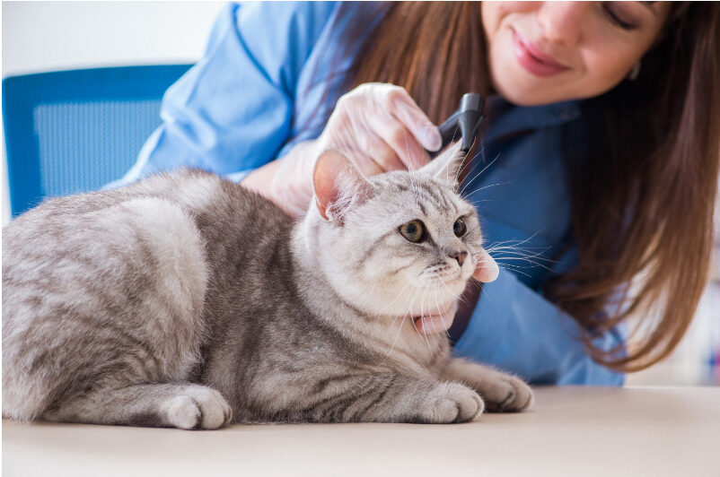 5 Cat Health Month To-Dos To Help Your Cat Live Longer