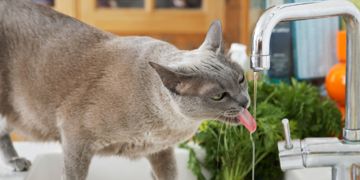 Why Is My Cat Suddenly Drinking A Lot Of Water?