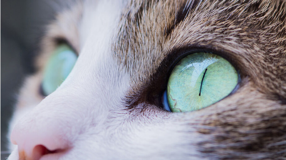 How to Give Your Cat Eye Medication