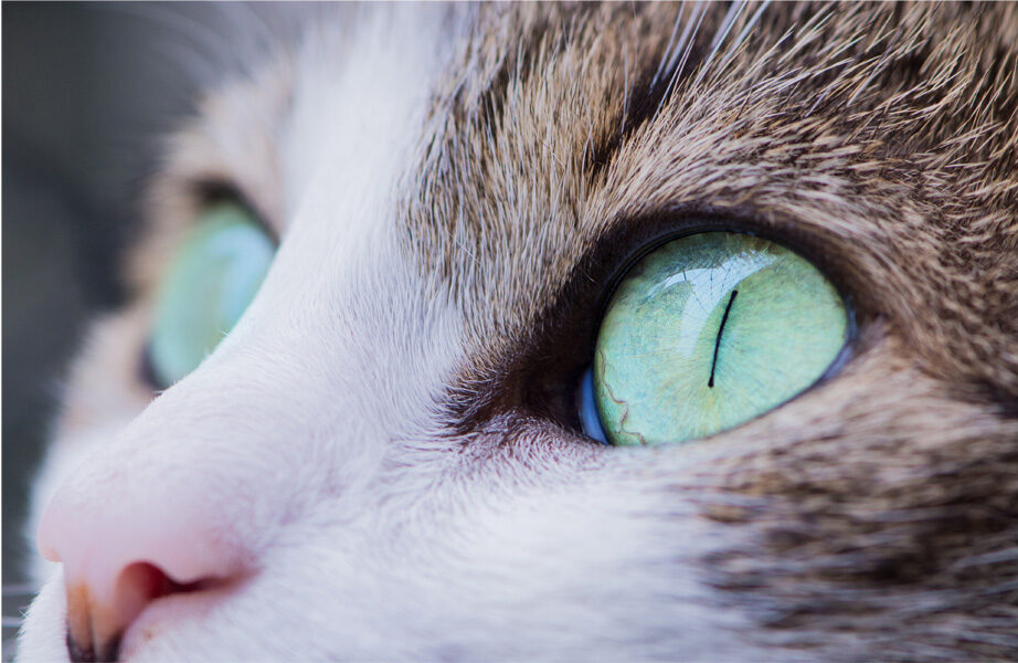 How to Give Your Cat Eye Medication