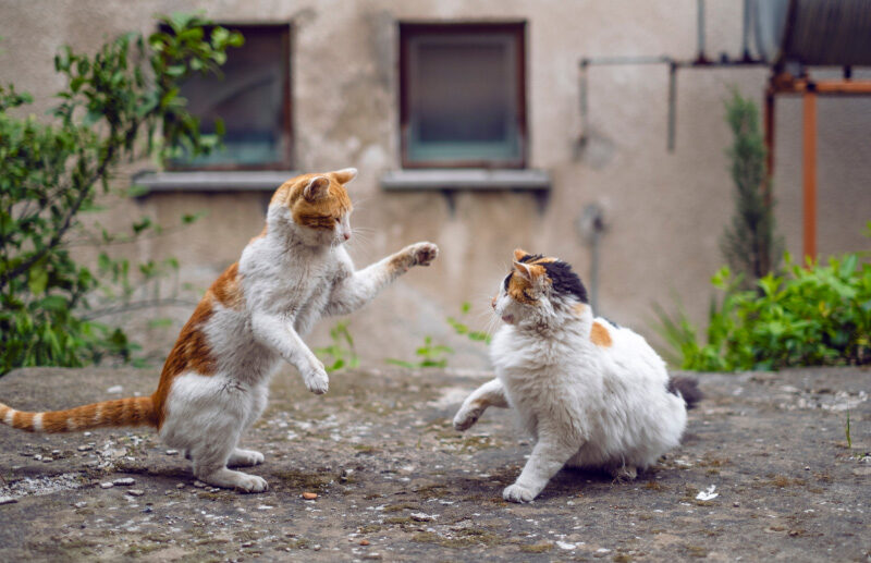 What Cat Parents Need to Know About Cat Fights