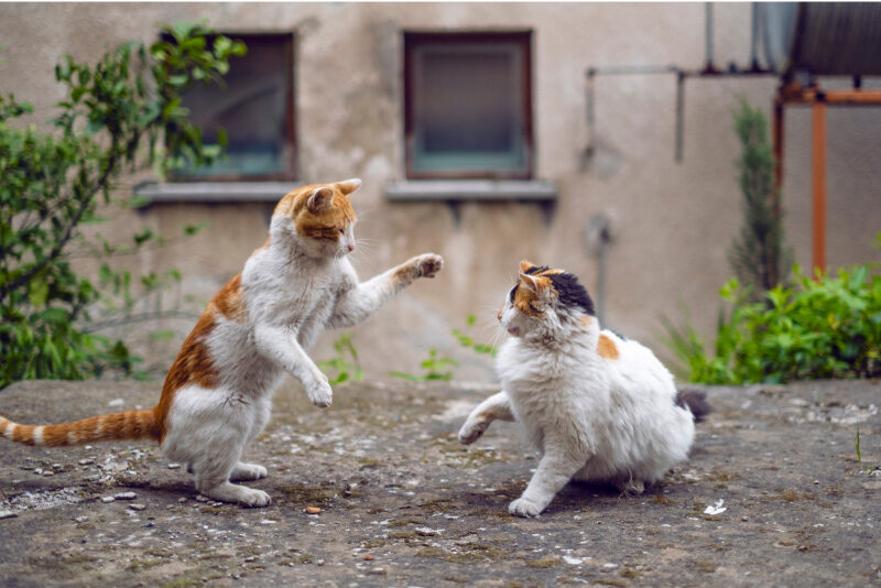 What Cat Parents Need to Know About Cat Fights