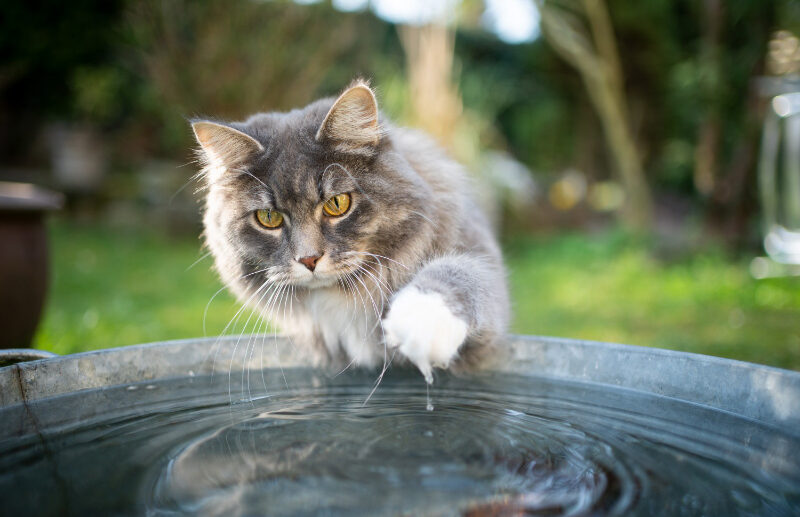 Why do Cats Hate Water?