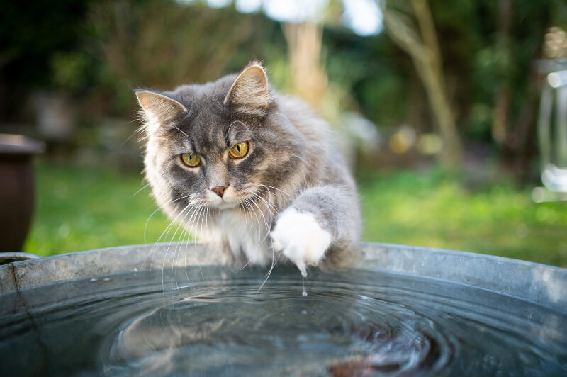 Why do Cats Hate Water?