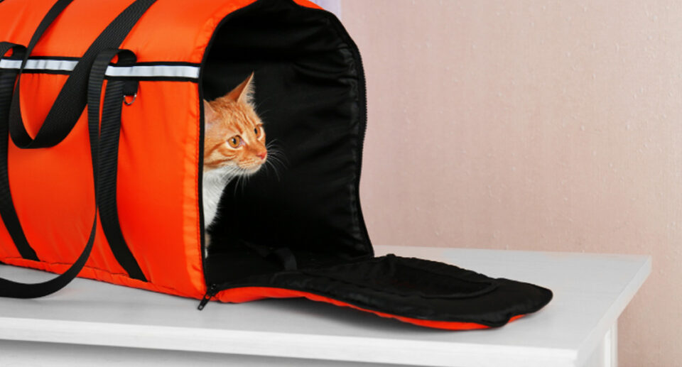 Does Your Cat Hate Their Carrier? How To Make It Their Safe Haven