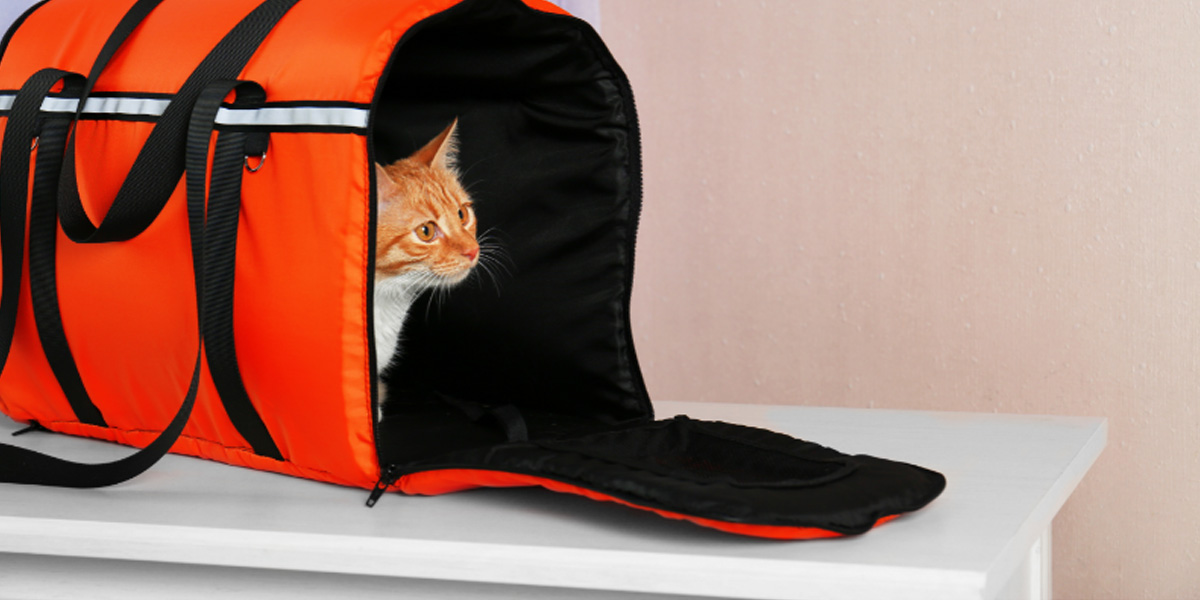 Does Your Cat Hate Their Carrier? How To Make It Their Safe Haven