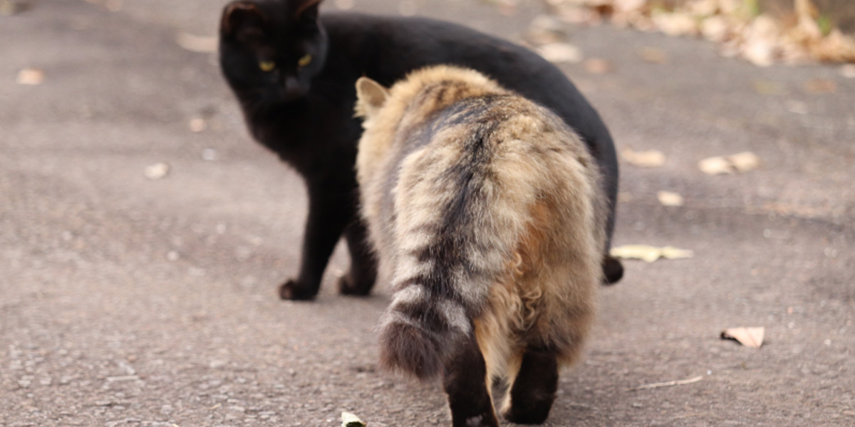 How Long Does a Cat Stay in Heat?