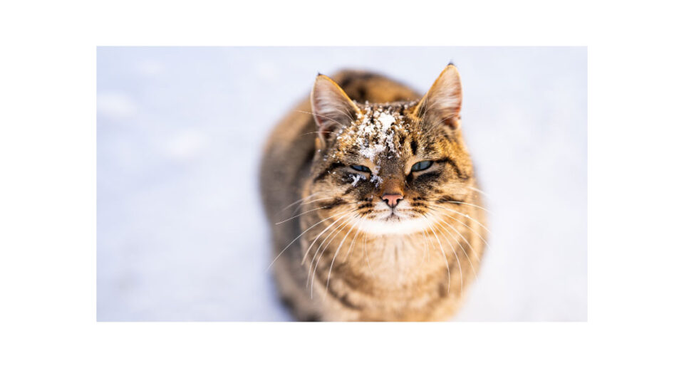 Do Cats Go Through Cold and Flu Season? About Winter URIs in Cats