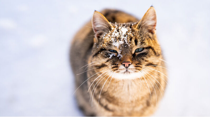 Do Cats Go Through Cold and Flu Season? About Winter URIs in Cats