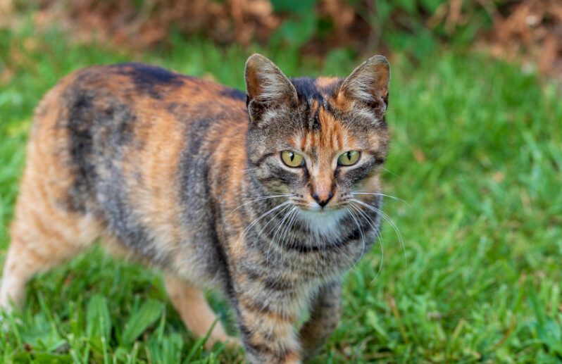 How To Cat Proof Your Yard