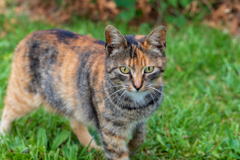 How To Cat Proof Your Yard