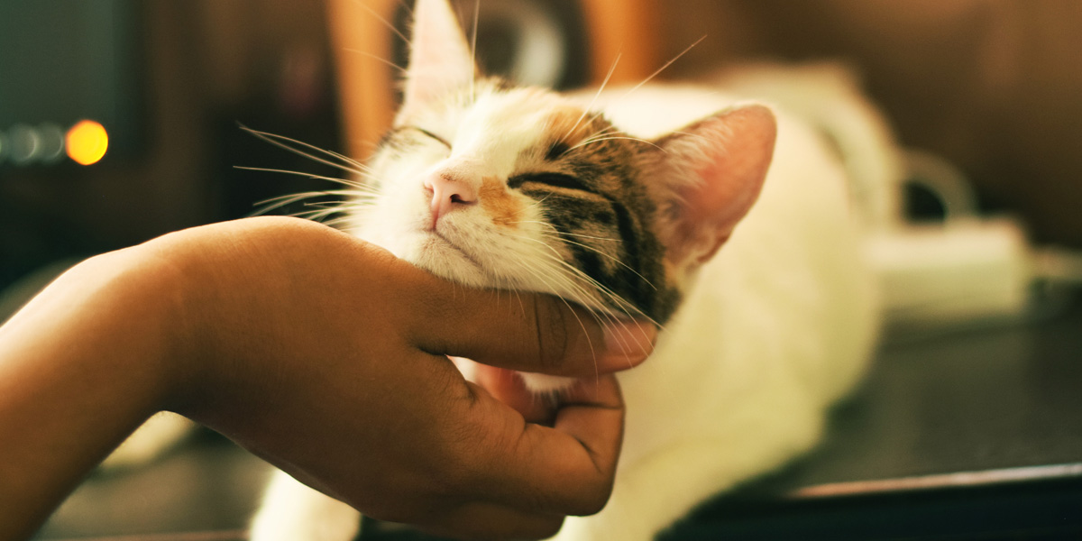 Celebrating Cat Lovers Month – Why We Love Cats