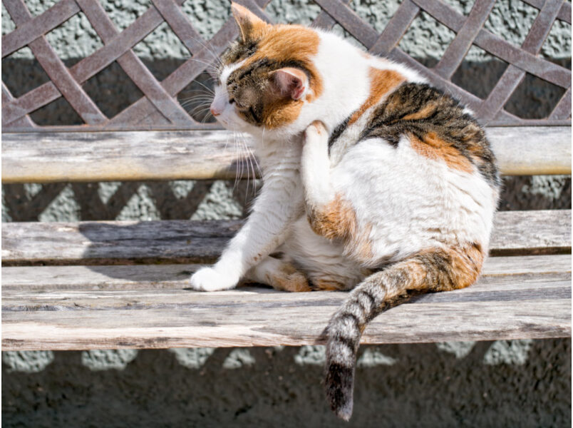 Lupus in Cats – Symptoms, Treatment, And What Pet Parents Should Know