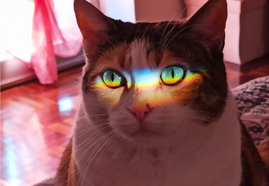 What Colors Can Cats See?