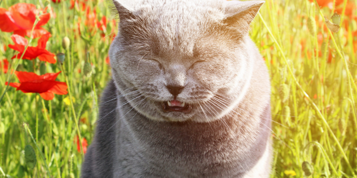 Common Causes of Sneezing and Coughing in Cats