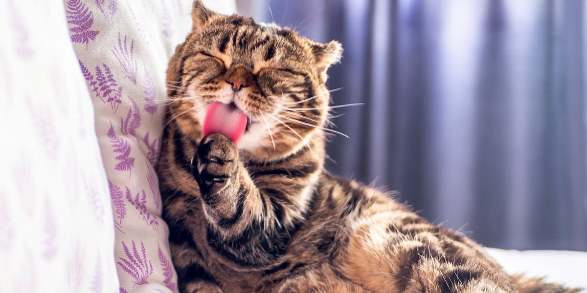 Why are Cats’ Tongues Rough?