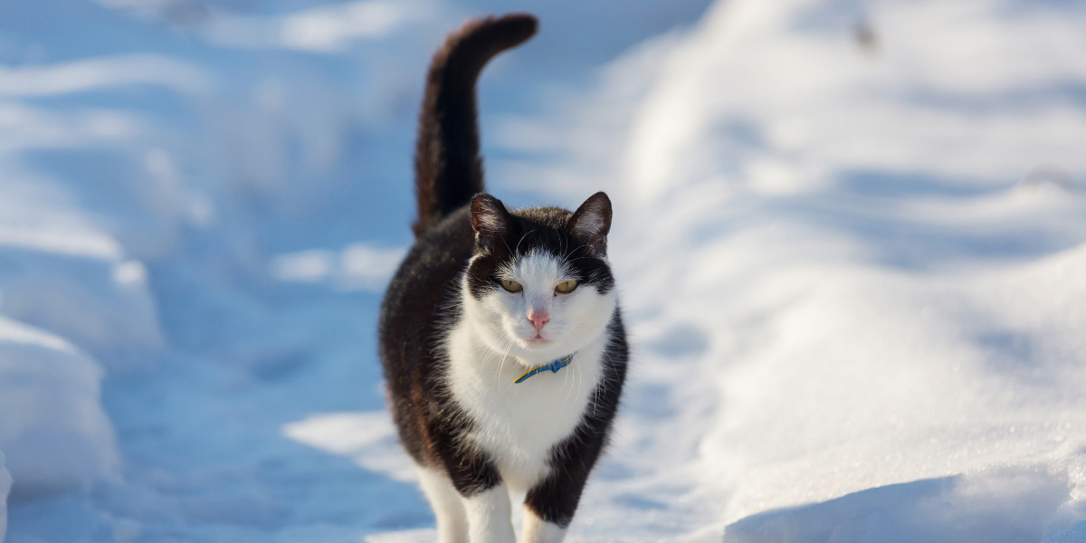 Managing Your Cat’s Dry Winter Skin