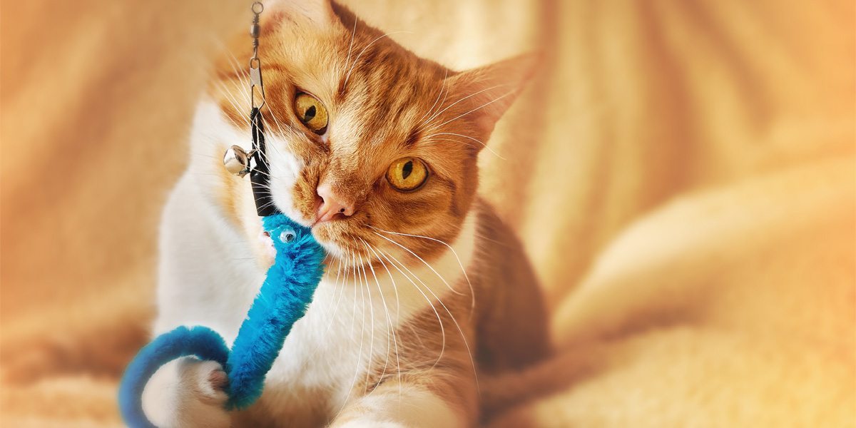 5 Enrichment Ideas To Entertain Cats When You’re Not Home