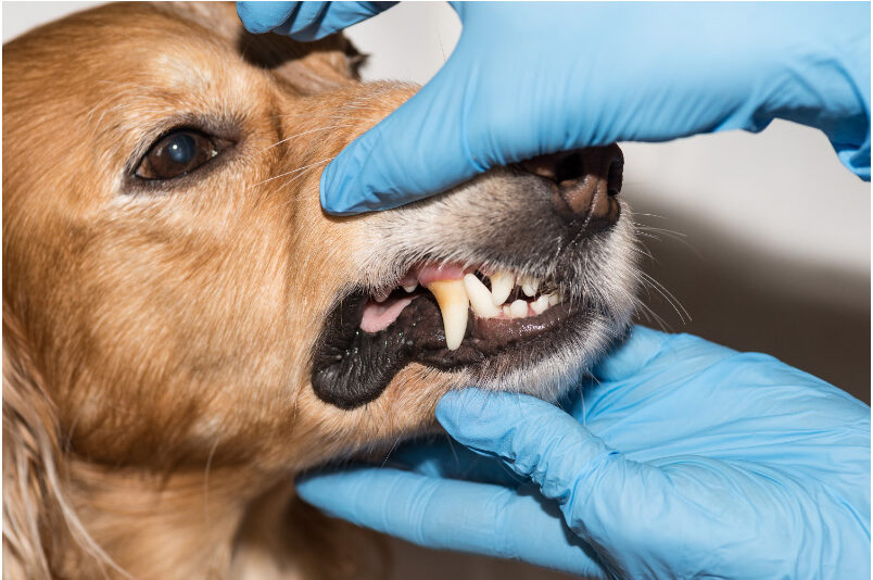 Top 5 Signs Your Dog Has a Dental Health Problem