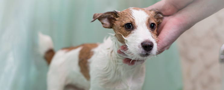 How to Choose the Best Shampoo for Your Dog