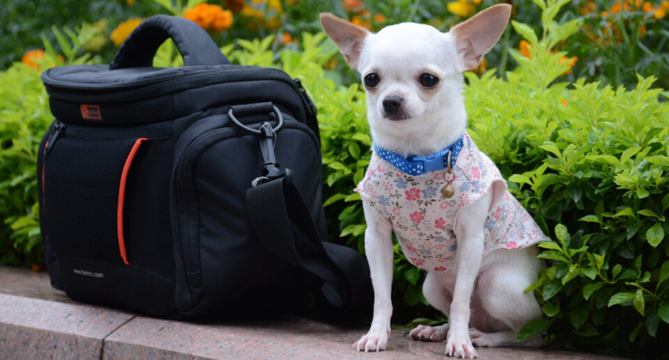 10 Small But Mighty Facts about Chihuahuas