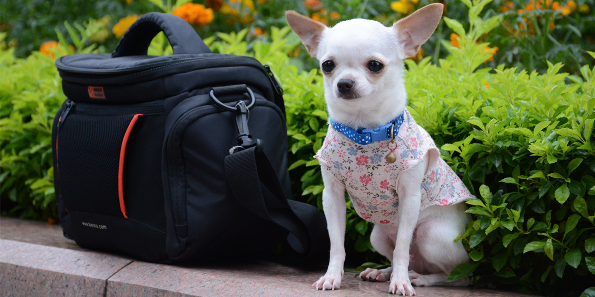 10 Small But Mighty Facts about Chihuahuas