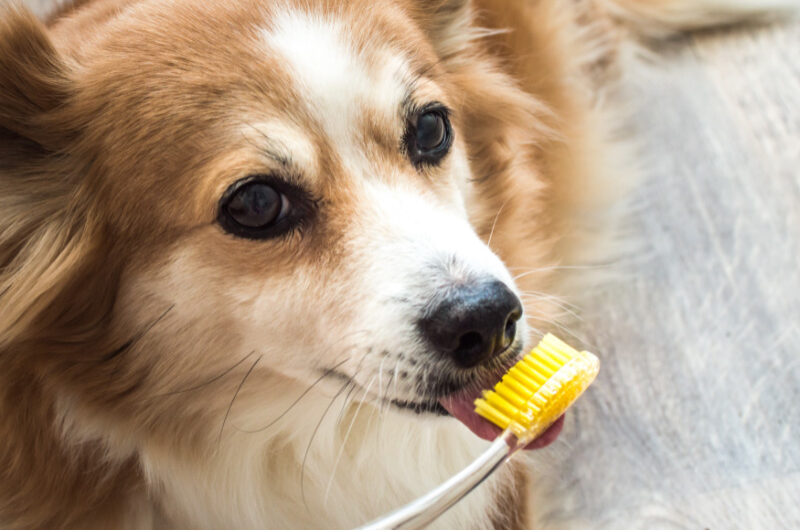 How to Brush Your Dog’s Teeth